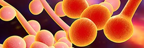 Makrantoni_lab Profile Banner