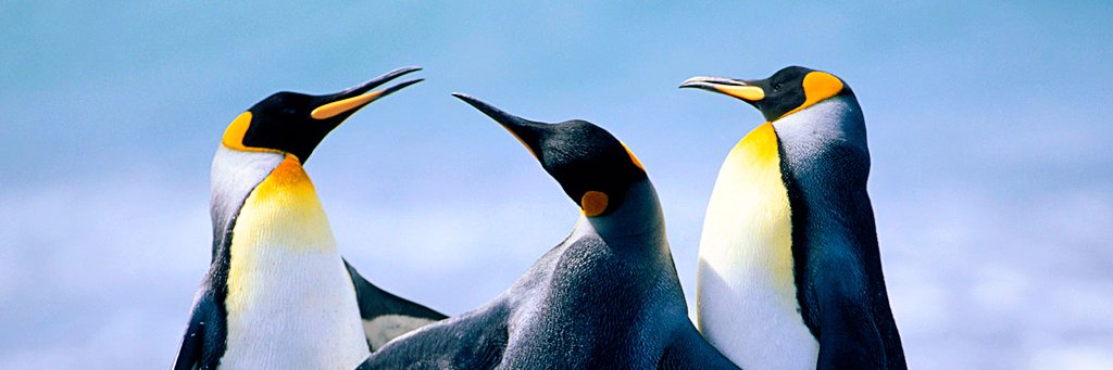 pulseoximetry's profile banner image