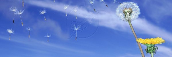 NorTruthseeker Profile Banner