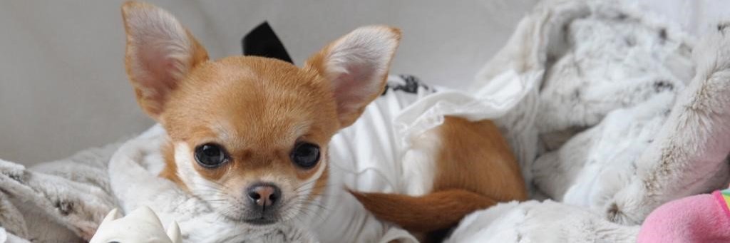 Shop4LittleDogs's profile banner image