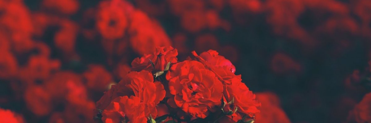 tonywillson4's profile banner image