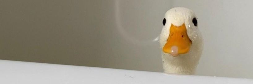 aizellyn's profile banner image