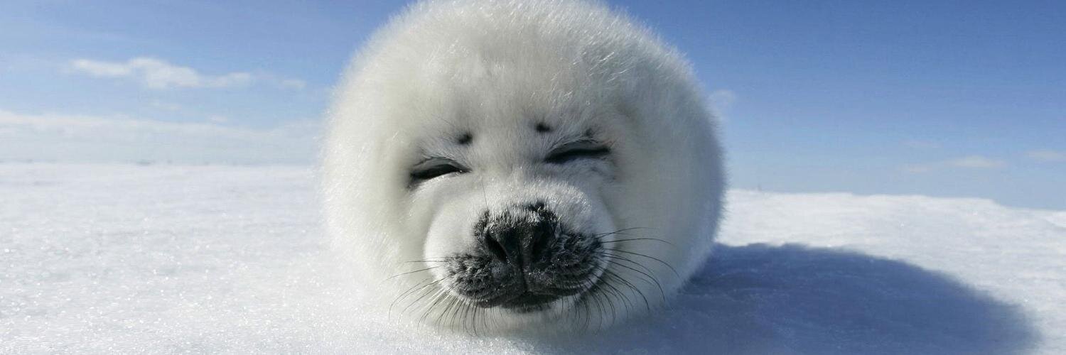 Damien Clauzel banner