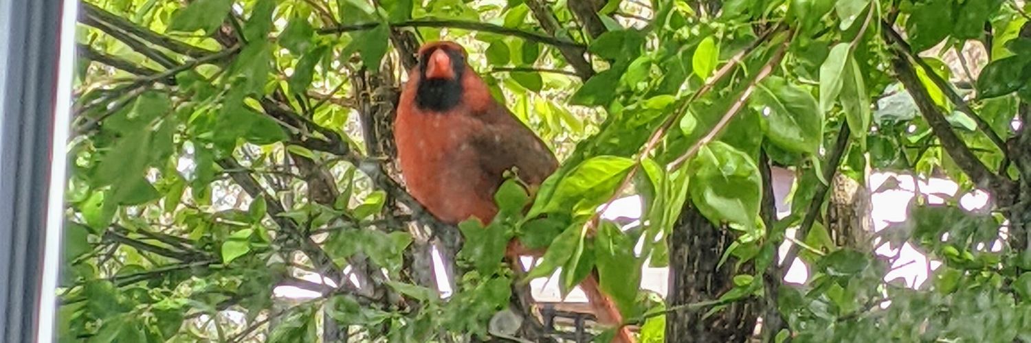 Courtney Dawn banner