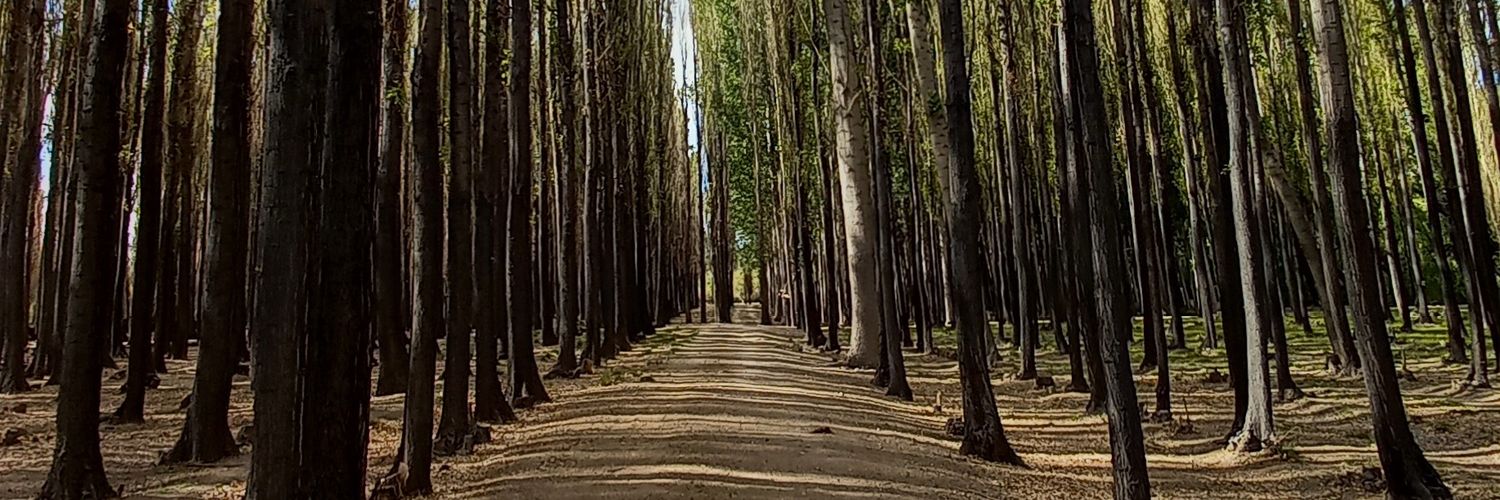 EmiMeglioli's profile banner image