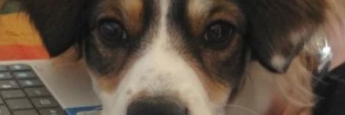 romina banner
