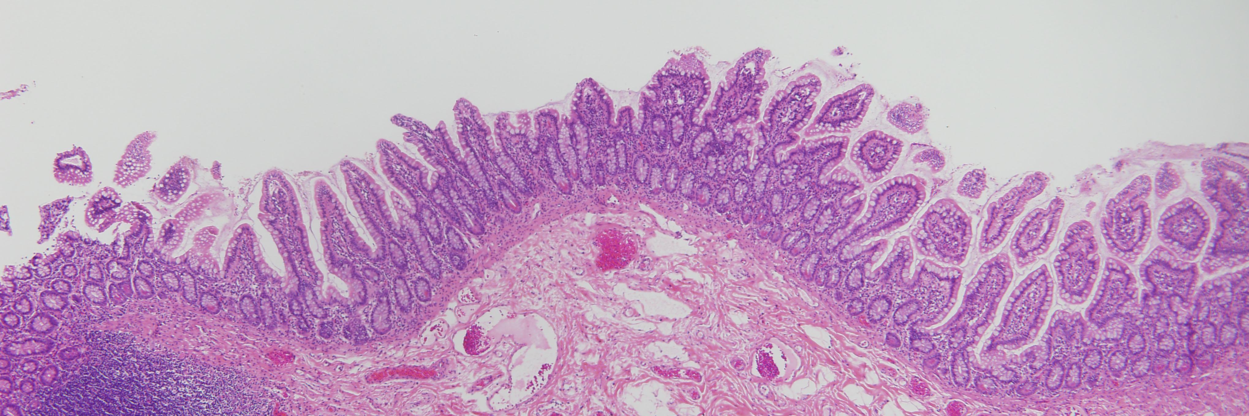 Kelli VanDussen banner