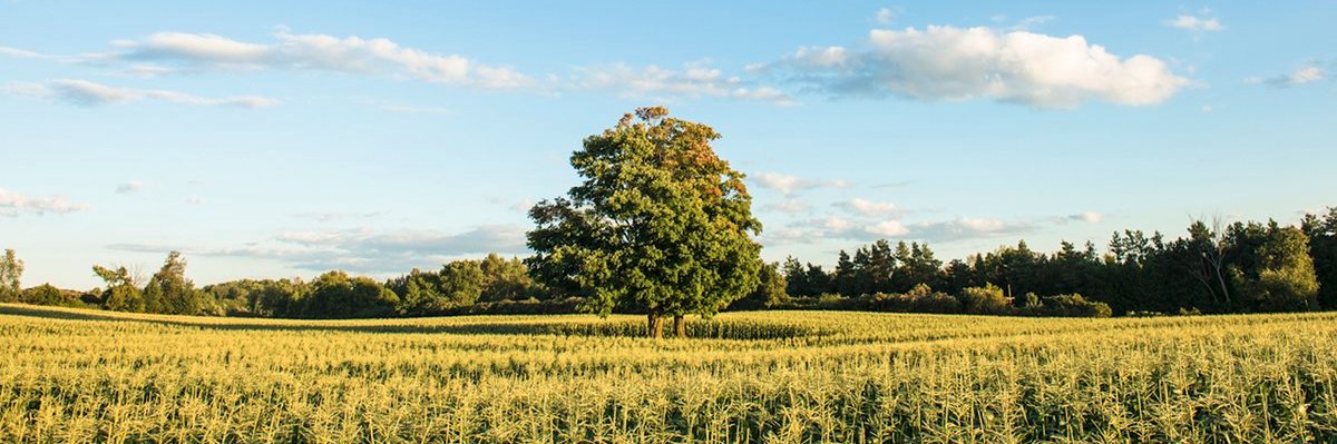 Richard Reesor banner