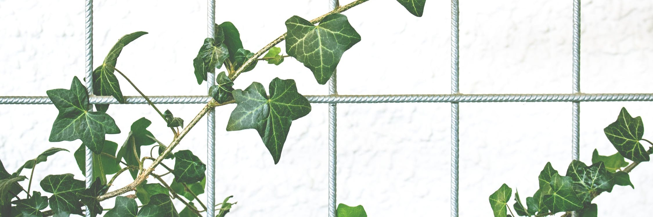 crocrib's profile banner image