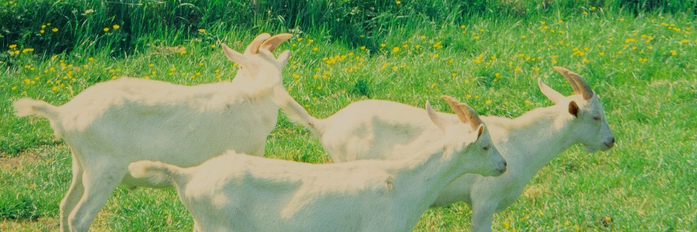 aloevergaa's profile banner image