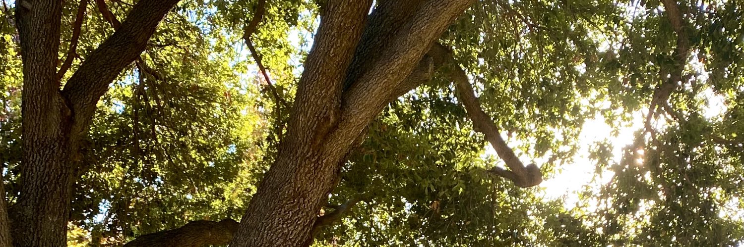 TLC banner