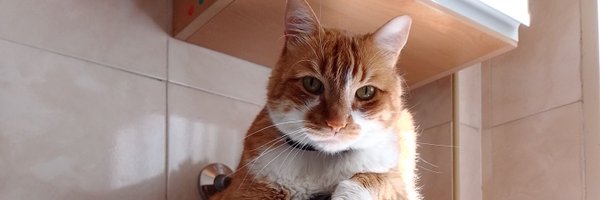 TeresaDines Profile Banner