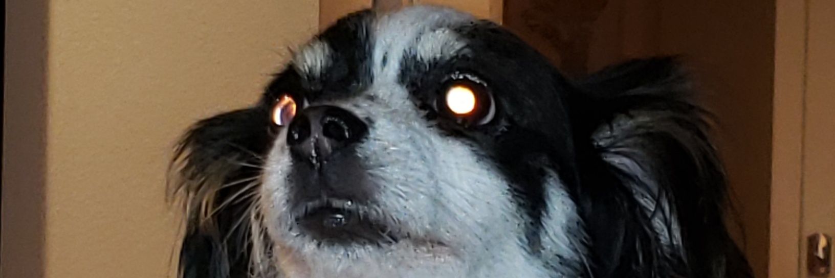 samrichreed's profile banner image