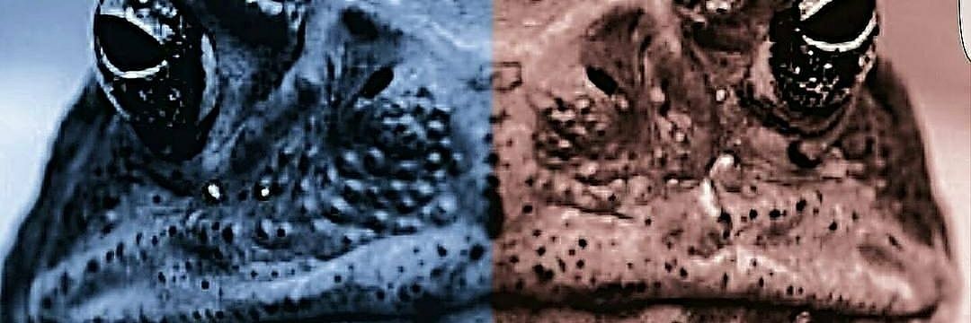 Toad_tunes's profile banner image