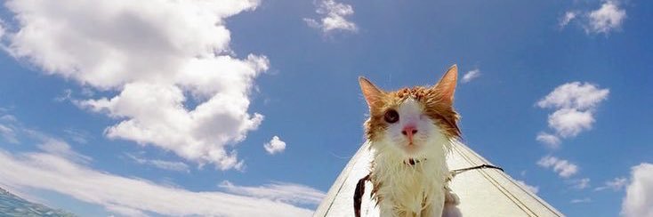 🐈 banner