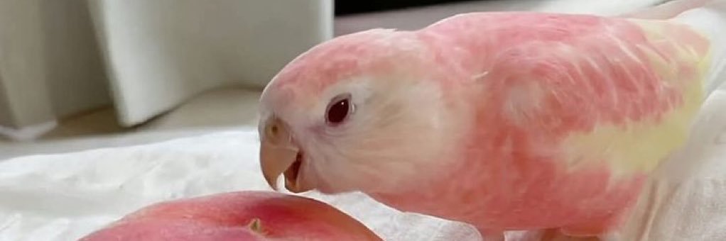 Accor Diamond banner