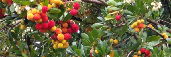 dev_dull Profile Banner