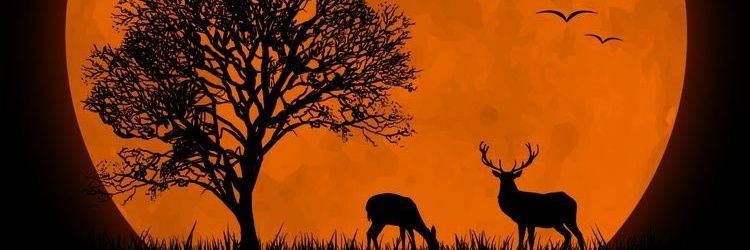 Zaram06's profile banner image