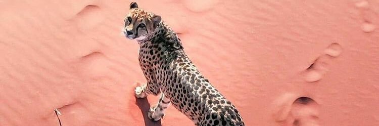 Yaren🐆 banner
