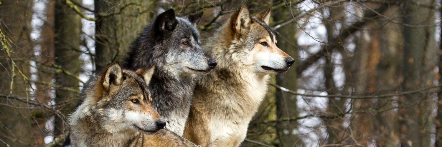 EasternWolfBoy's profile banner image