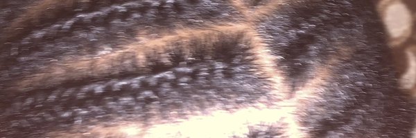 beebagramm Profile Banner