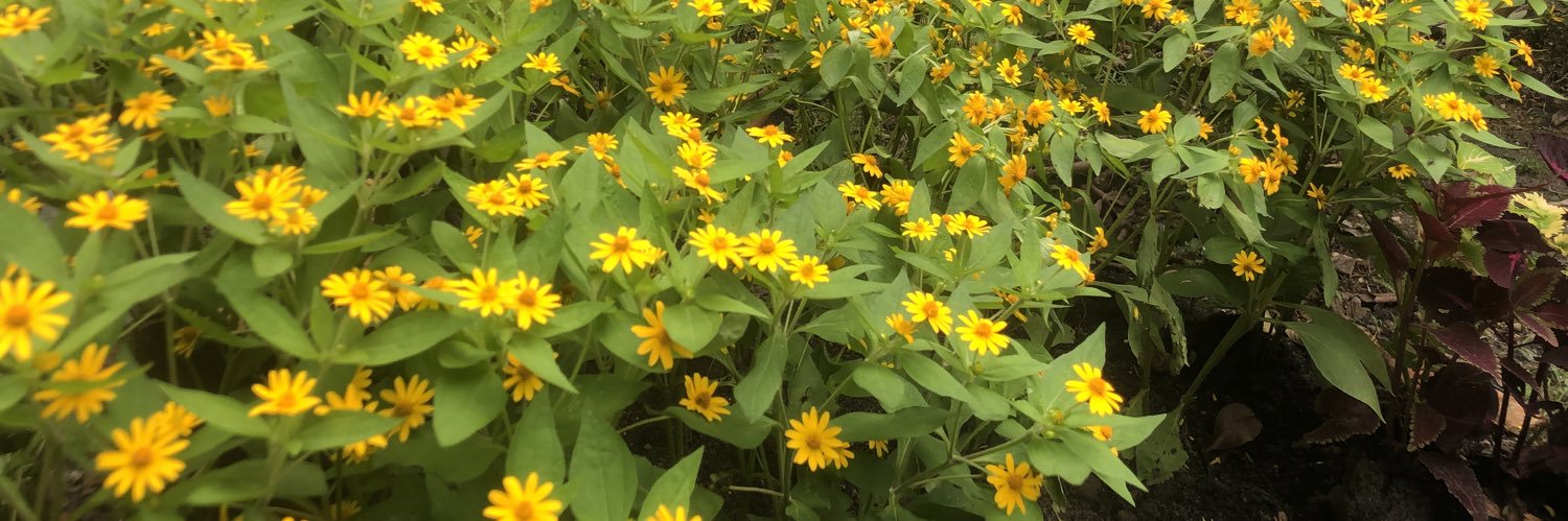 DisneyMan ʕ•ᴥ•ʔ banner