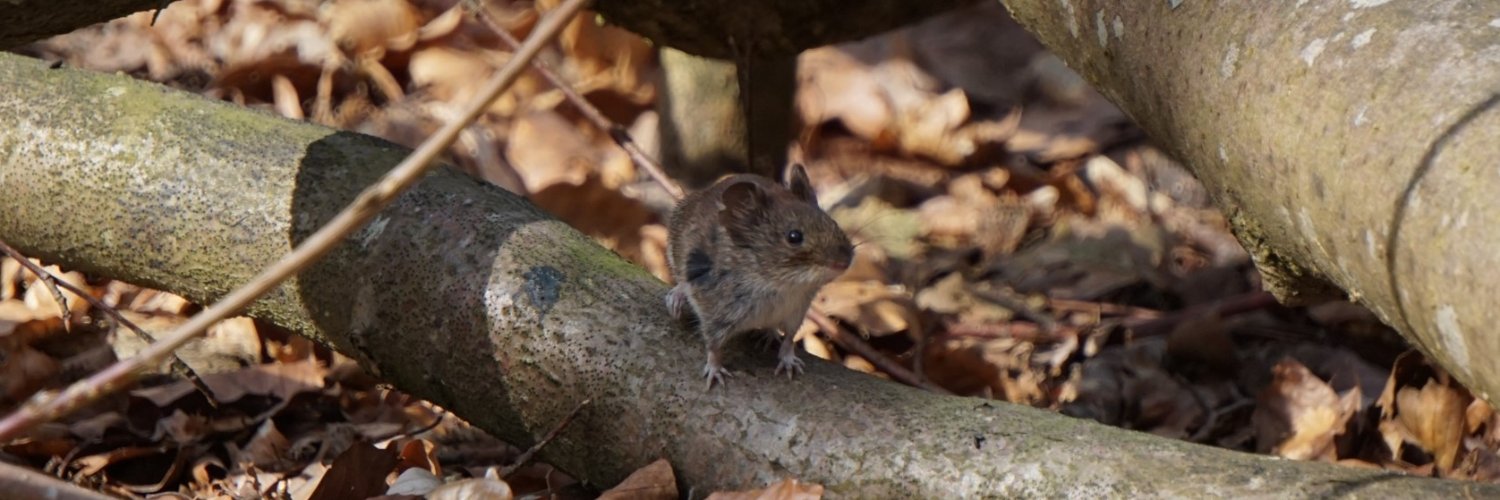 Filippa Erixon banner