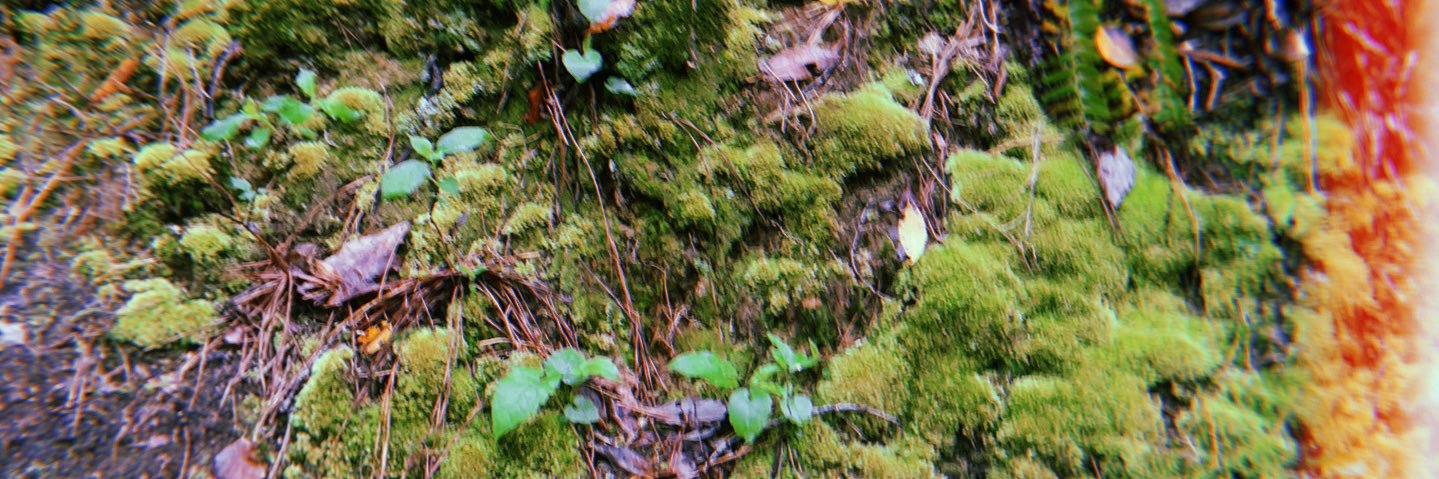 Mossy Joe $10 OF banner