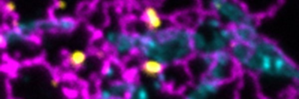 mitodynamics Profile Banner