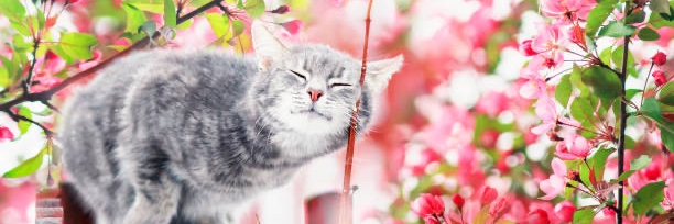 Goddess Lexi Chill's Clips 🖤 banner