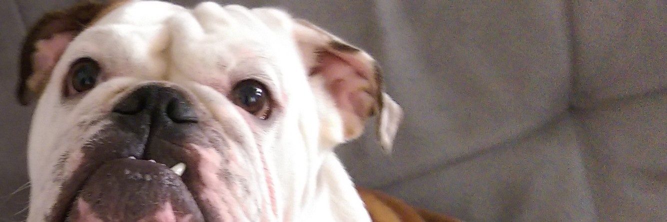 pipos666's profile banner image