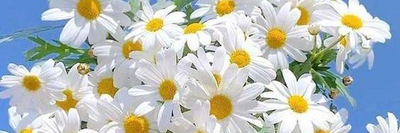 khoa83530372's profile banner image