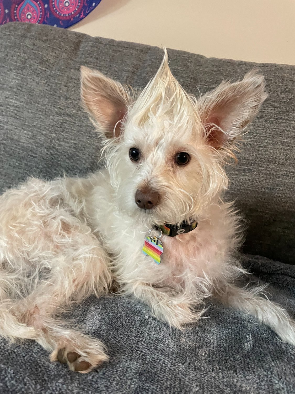 Aleta 🏳️‍🌈 banner