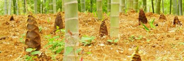 Takenoko_FaB Profile Banner