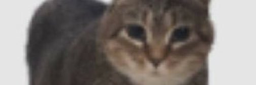 nedusoku_'s profile banner image
