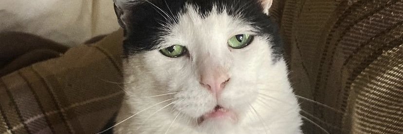 Gato banner