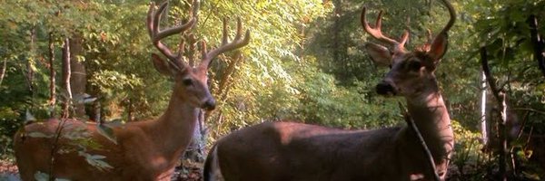 StomachBileAcid Profile Banner