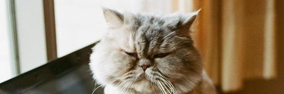 Factual Cat banner