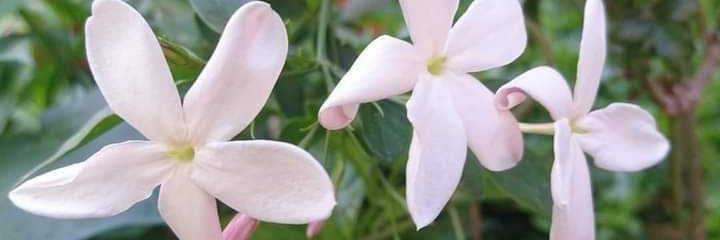 عطر الياسمين. 🌸 banner