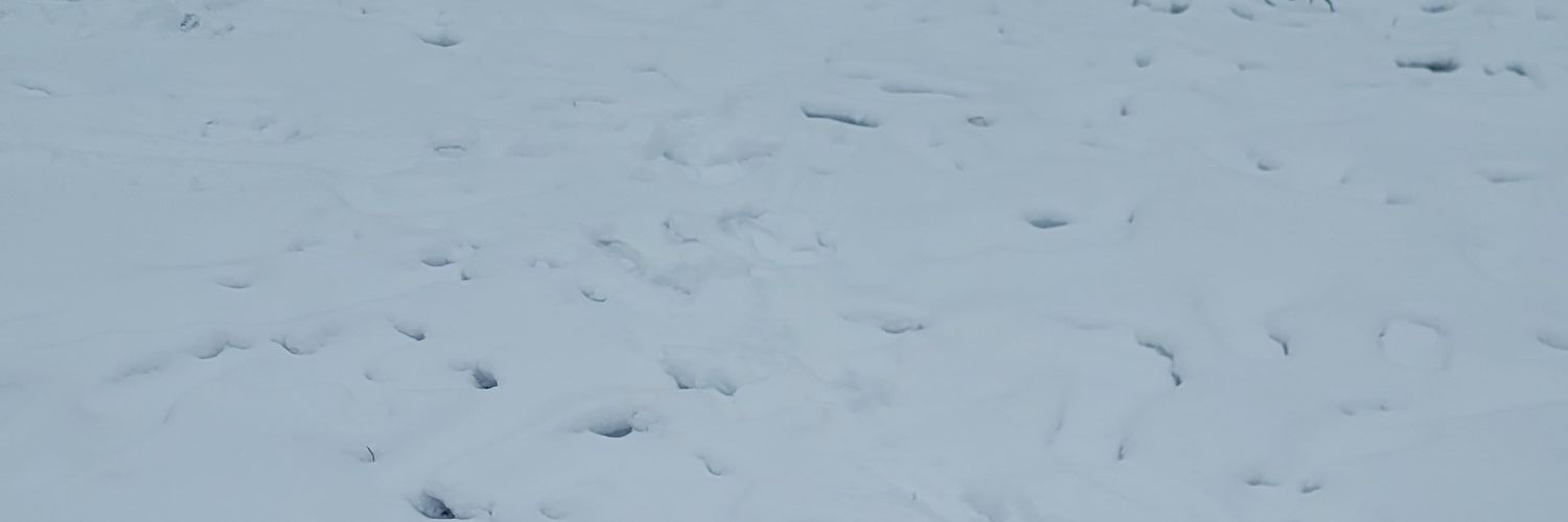 bobbyolive24's profile banner image