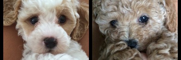 reeseys Profile Banner