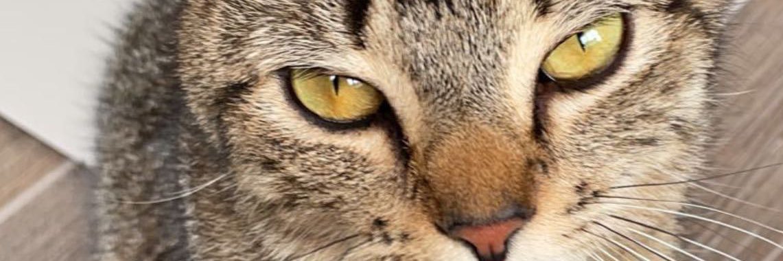 bajablastluvr69's profile banner image