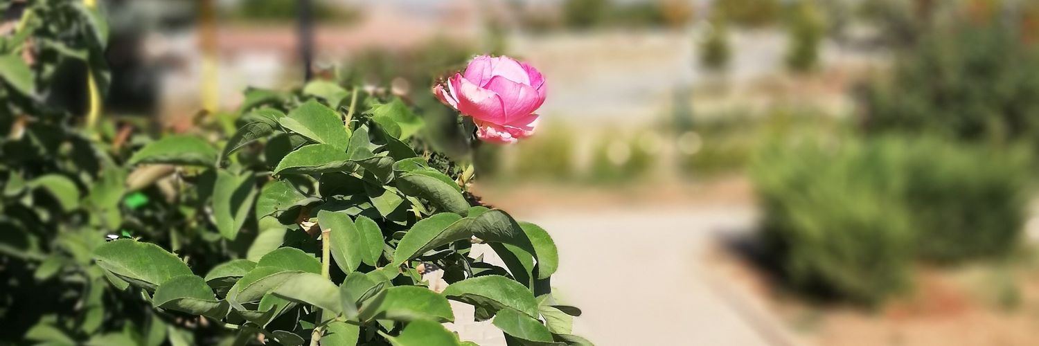 felaketsin71's profile banner image