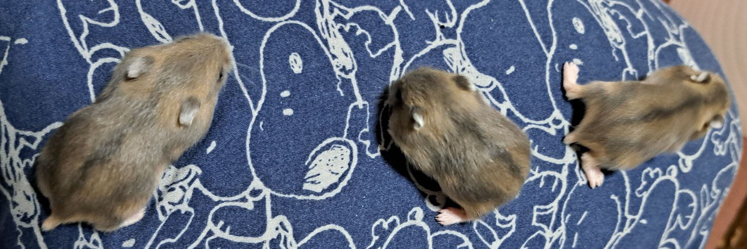 おハムハム🐹's banner