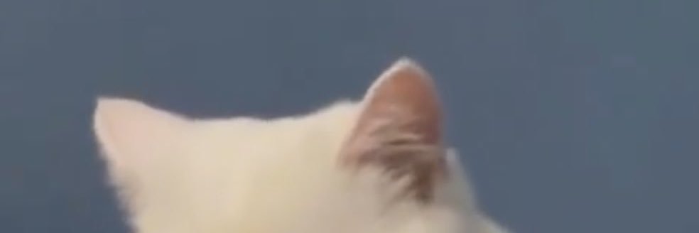 p banner