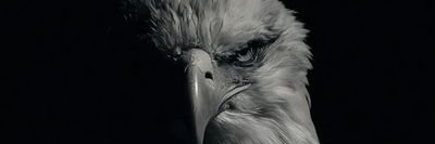 Msofe Jr 🪵 banner