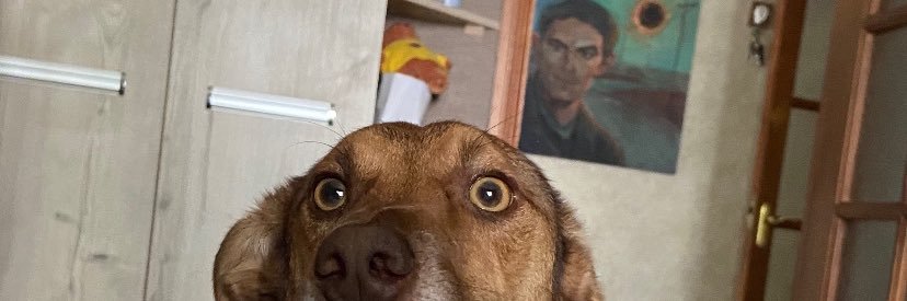 коханець Стуса banner
