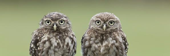 Pearly_Owl's profile banner image