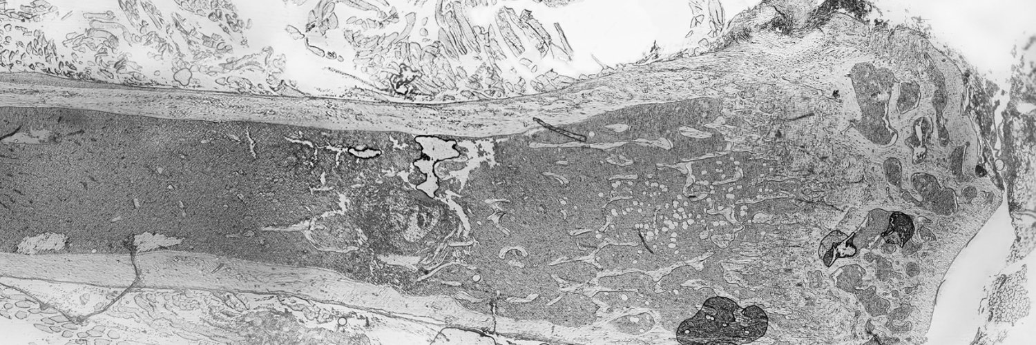 Neuro & Skeletal Circuits Group (NeSk) banner