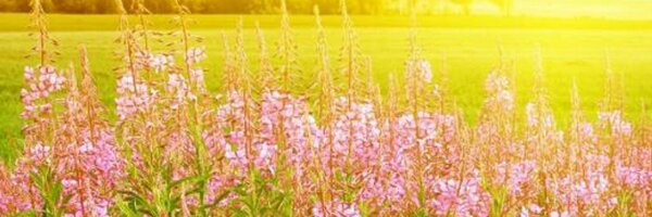 BarbaraHalsz Profile Banner